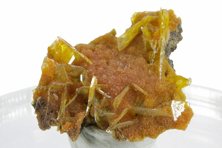 Botryoidal Orange Mimetite on Windowpane Wulfenite - Mexico #347985